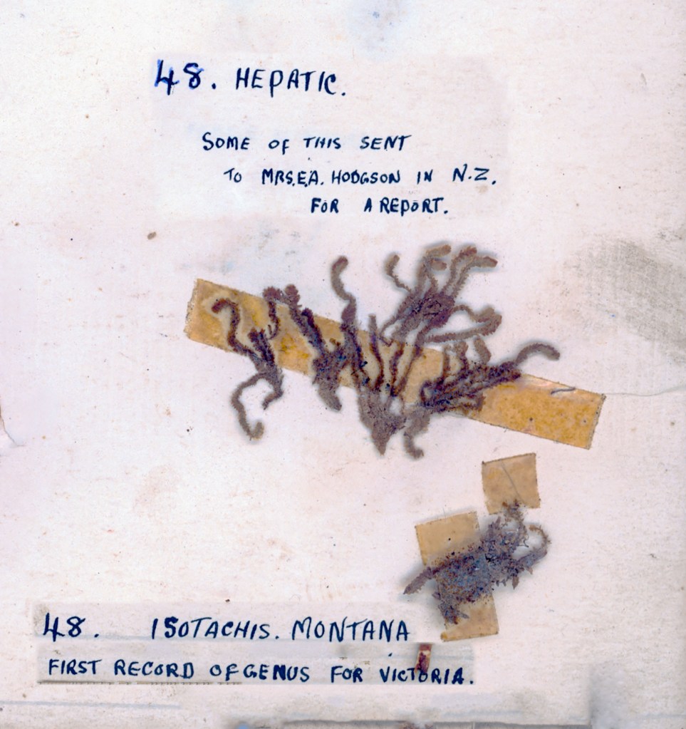 An illustration of a plant specimen labeled 'Hepatic' and 'Isotachis montana', with handwritten notes about its identification and report details.