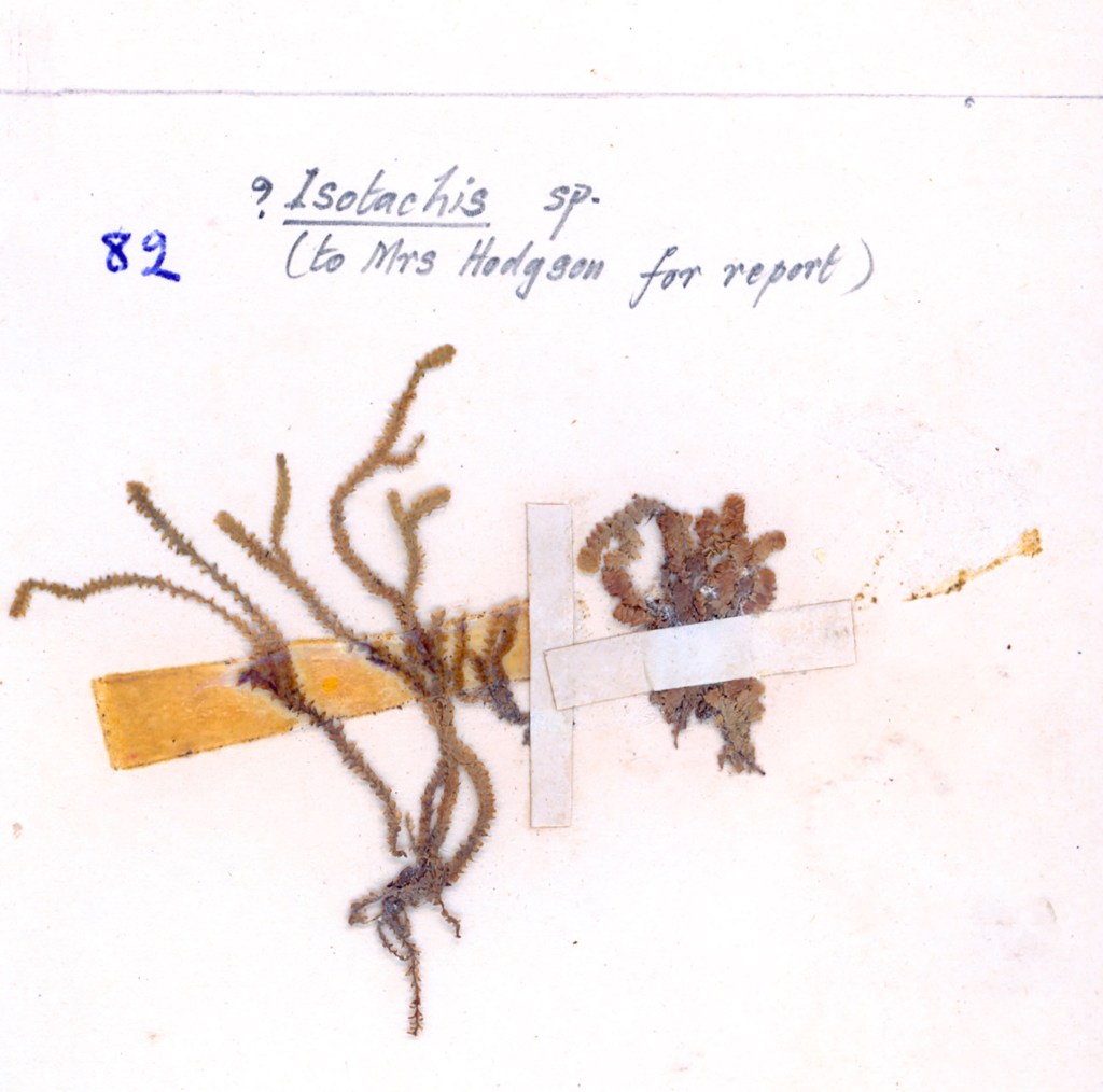 A botanical specimen of Isotachis sp. attached to a paper backing with labels for report purposes.