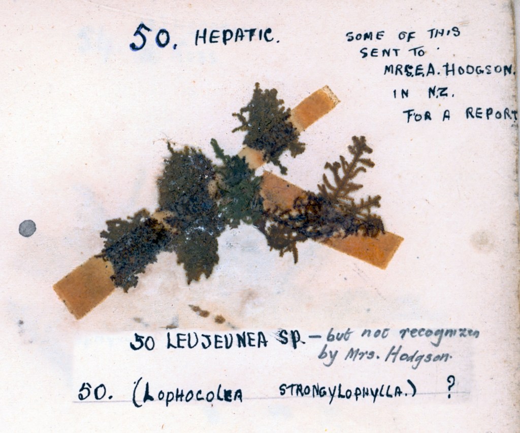 A botanical specimen of hepatic liverworts mounted on a page, labeled with '50, Hepatic' and '50 Lejeunea sp. - but not recognized by Mrs. Hodgson.'