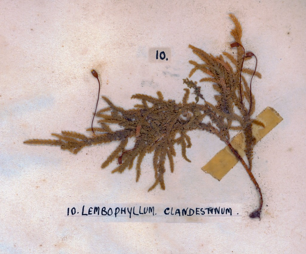 A pressed specimen of Lembophyllum clandestinum mounted on paper, labeled with the number 10.