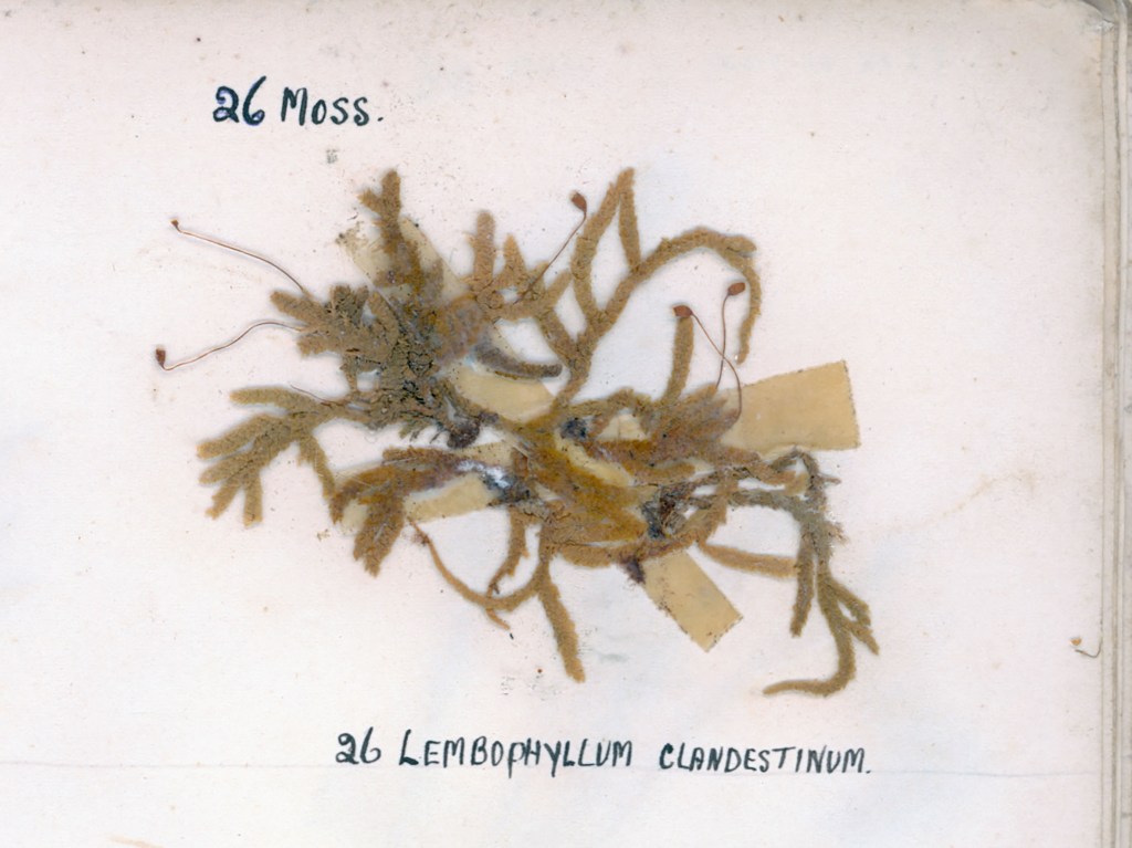 Specimen of moss labeled as '26 Lemnophylum clandestinum', featuring a brownish-green cluster of moss with delicate branches.