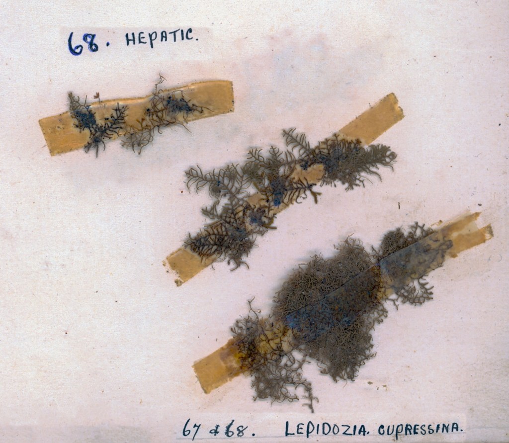 Three mounted samples of hepatic plants, labeled 67 and 68, with fine, intricate textures on a light background.