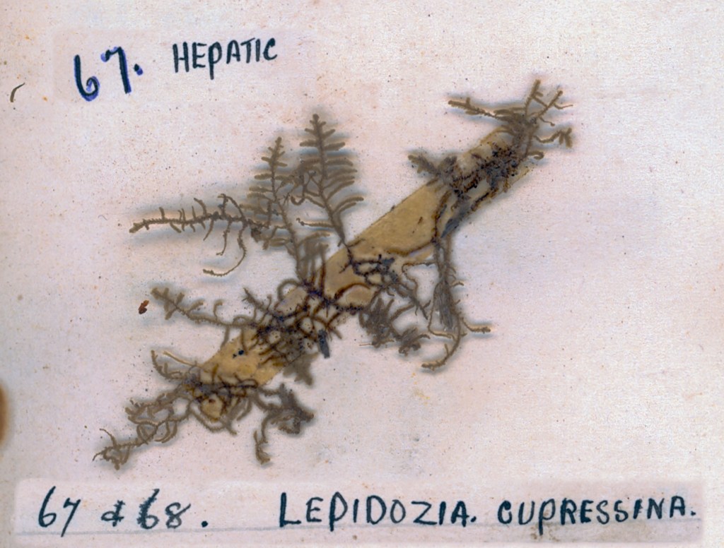 A specimen of Lepidozia cupressina, a type of hepatic liverwort, displayed on a light-colored background. The specimen features intricate branching structures.