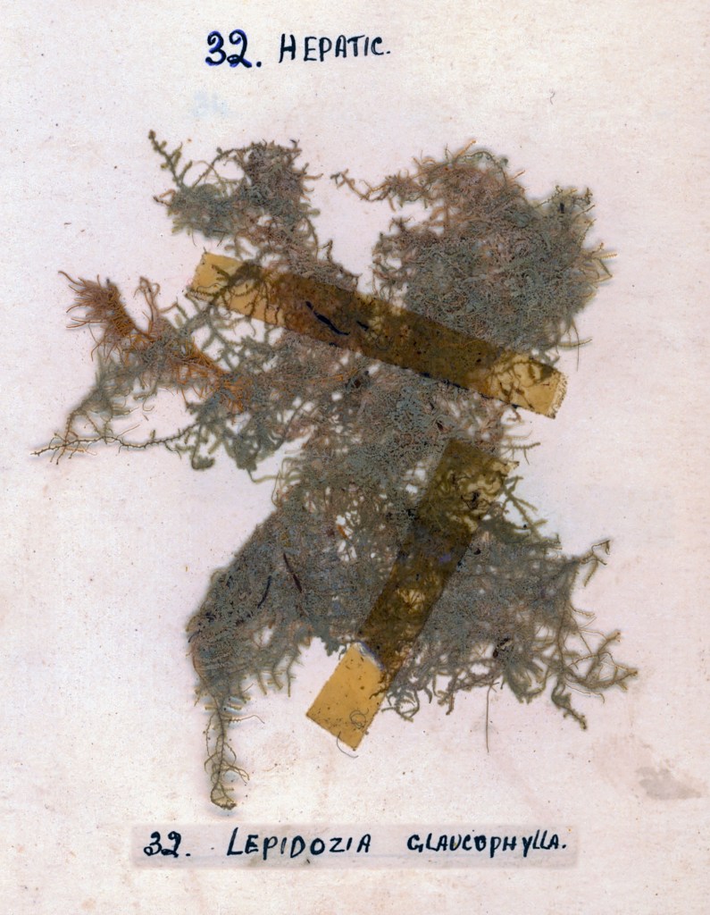 Botanical specimen of Hepatic plant, labeled with '32. HEPATIC.' and '32. Lepidozia glaucephylla.'