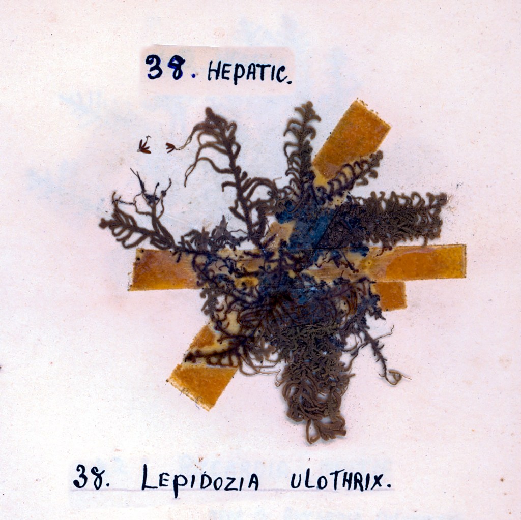 A specimen labeled '38. Hepatic' with the scientific name '38. Lepidozia ulothrix', featuring a dark, lacy plant specimen mounted on a light background with yellow tape.