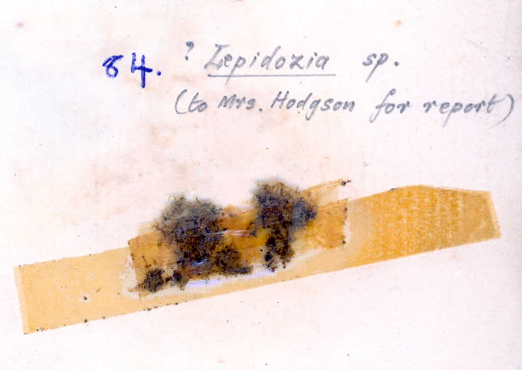 An old scientific label featuring the handwritten name '? Lepidozia sp.' and a note indicating it is for Mrs. Hodgson for report, with a small specimen attached to transparent tape.