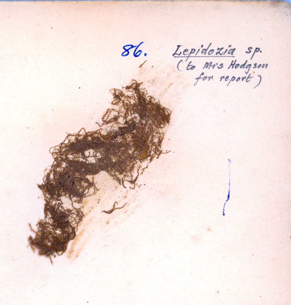 A dried sample of Lepidozia sp., showing thin, tangled strands on a light background, with handwritten labels indicating the specimen number and notes.
