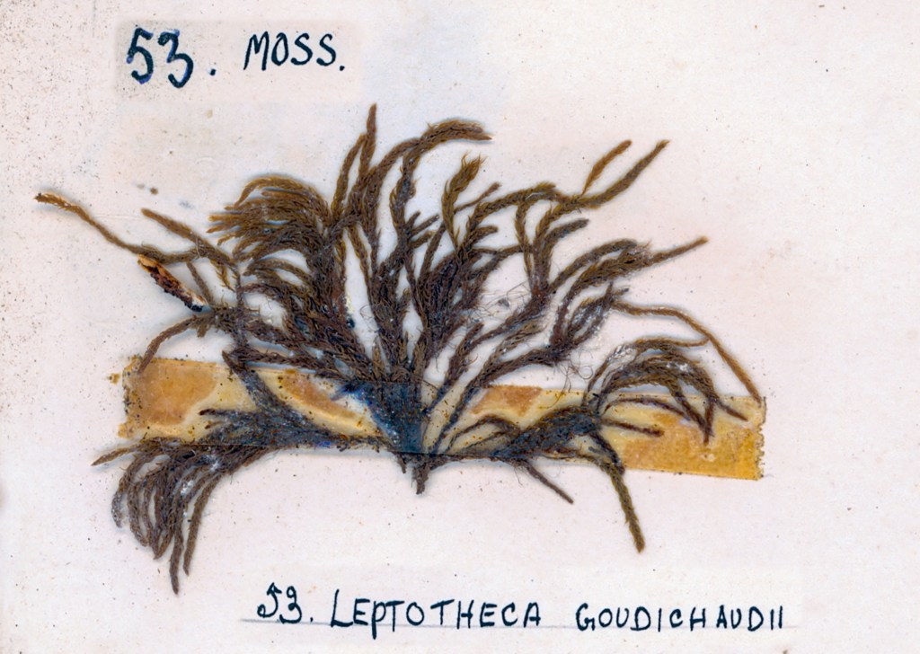 A preserved specimen of moss, labeled as Leptotheca goudichaudii, displayed on a white background with handwritten notes.