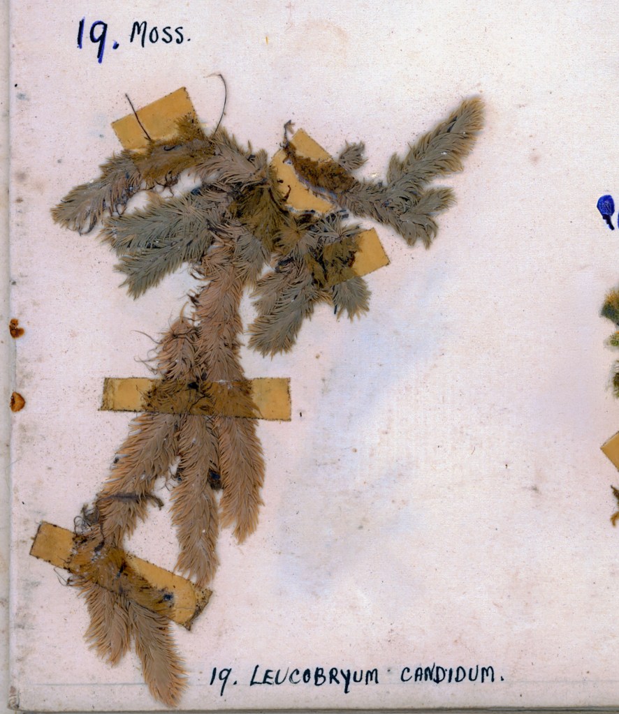 A preserved specimen of moss, identified as Leucobryum candidum, mounted on a white background with labels indicating its name and number.