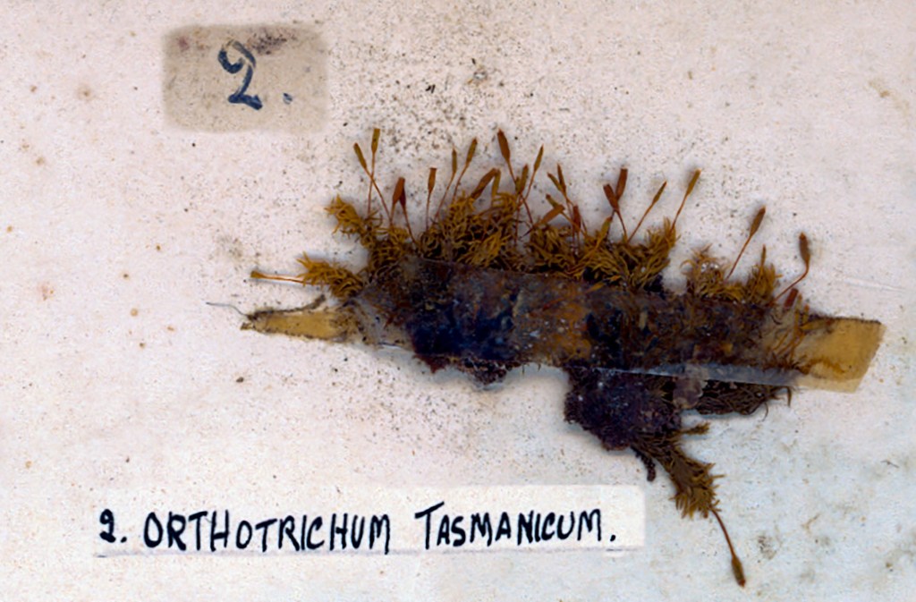 A close-up image of dried Orthotrichum tasmanicum moss sample adhered to a label with the number '2' above it.