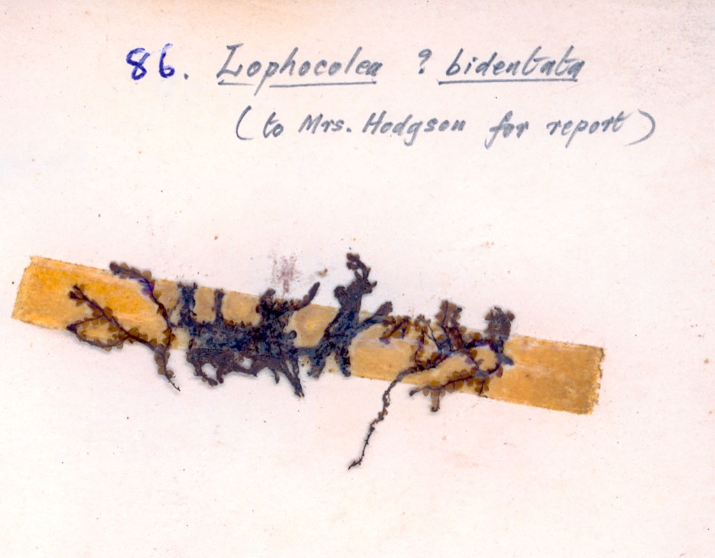 A botanical specimen labeled as 'Lophocolea ? bidentata' attached to a strip of paper, with handwritten notes indicating it is for Mrs. Hodgson's report.