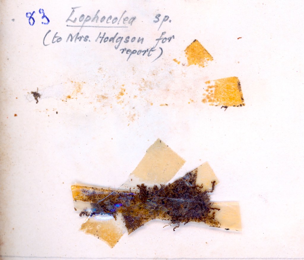 Preserved specimen of Lophocolea sp. with accompanying labels on a light background.