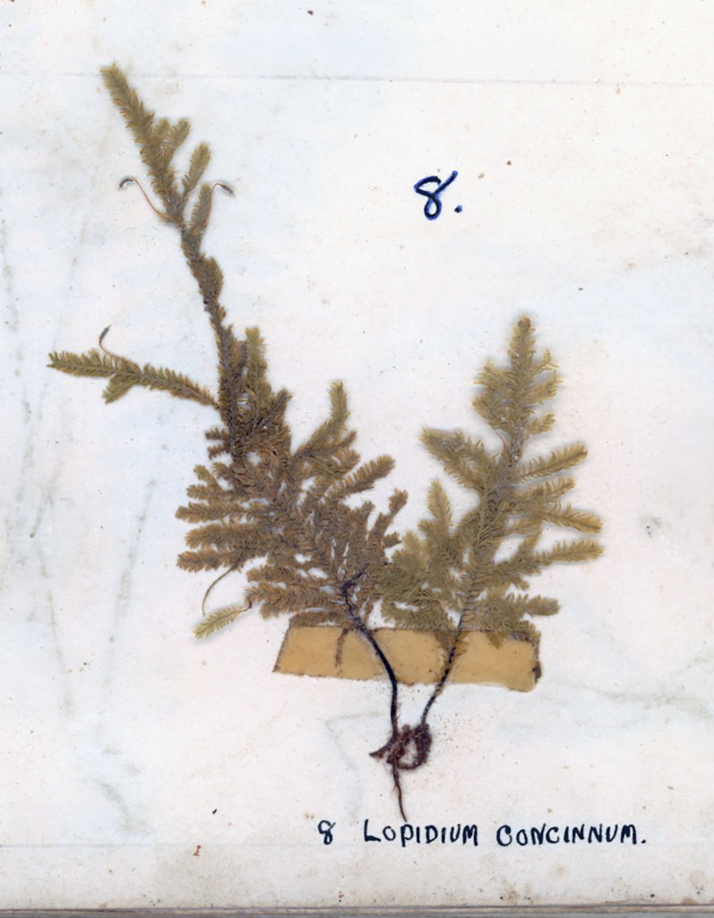 Dried sample of Lopidium concinnum with delicate, feathery leaves mounted on white paper.