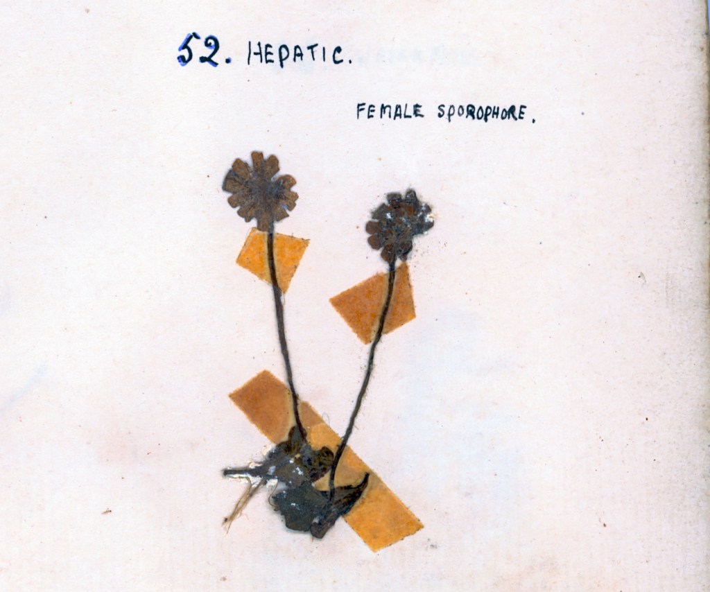 Illustration of two female sporophytes labeled '52. Hepatic.' with brown flowers on stems and orange triangular pieces of paper.