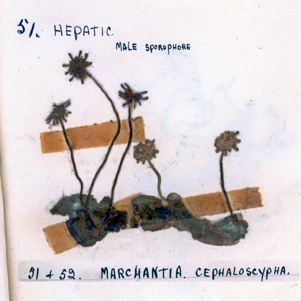 Illustration of Marchantia cephalocypha, a type of liverwort, showing male sporophytes with green leaves and brown stems on a white background.
