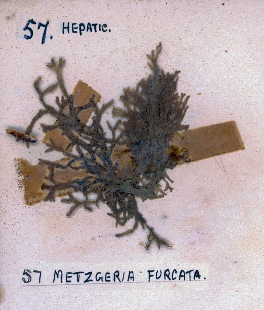 Preserved specimen of Metzgeria furcata, a type of hepatic liverwort, displayed on a creamy background with handwritten labels.
