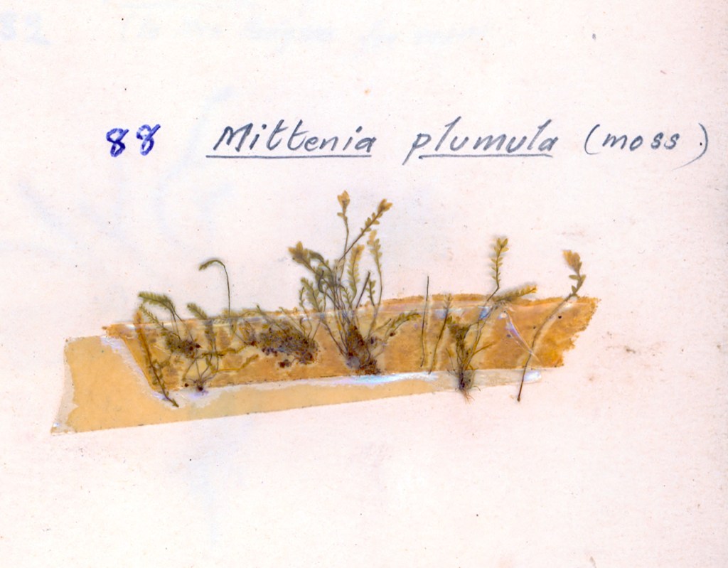 Specimen of Mittenia plumula moss displayed on paper with handwritten labeling.