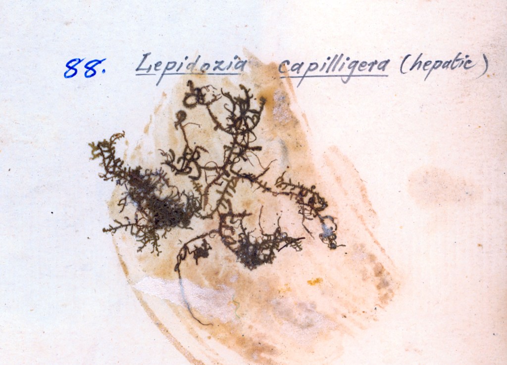 Botanical illustration of Lepidozia capilligeria, a type of hepatic moss, featuring intricate, branching structures on a pale background with handwritten labels.
