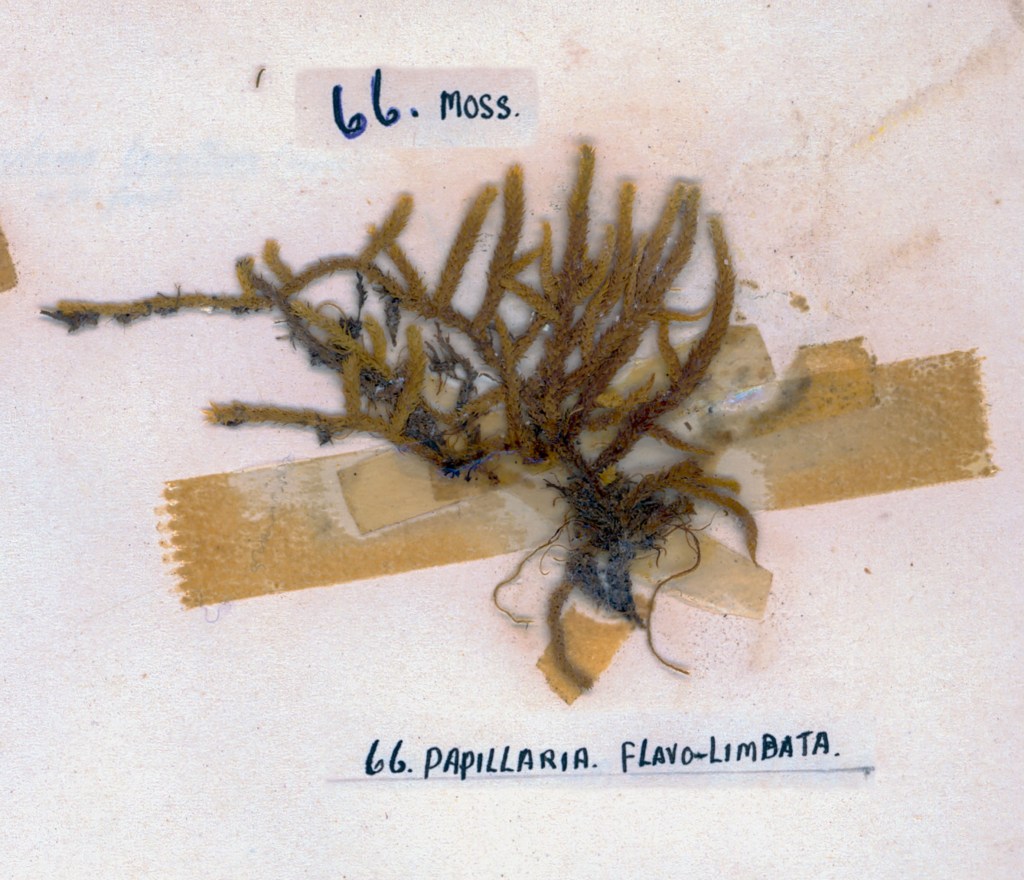 A pressed specimen of moss labeled '66. Papillaria Flavo-Limbata' on a light-colored background with tape.