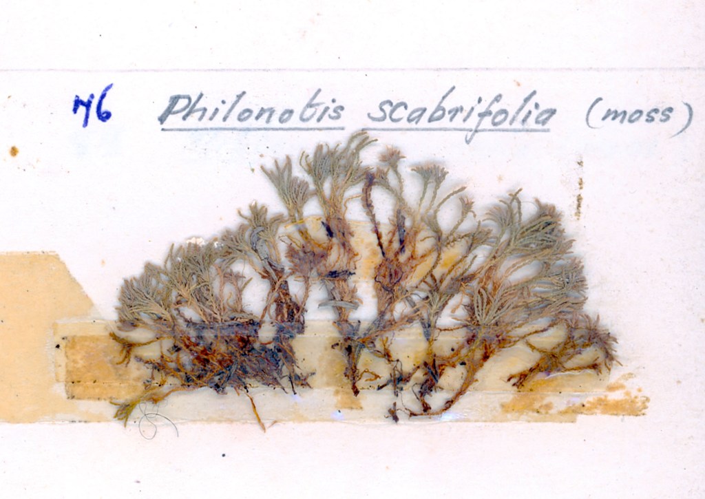 Dried Philonotis scabrifolia moss specimen mounted on paper, labeled with its scientific name.