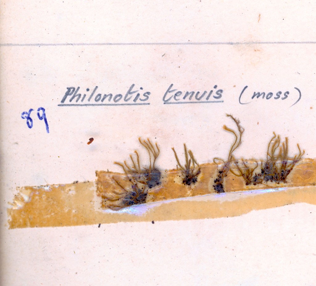 A scientific illustration of Philonotis tenuis moss, showing a sample mounted on paper with handwritten labeling.
