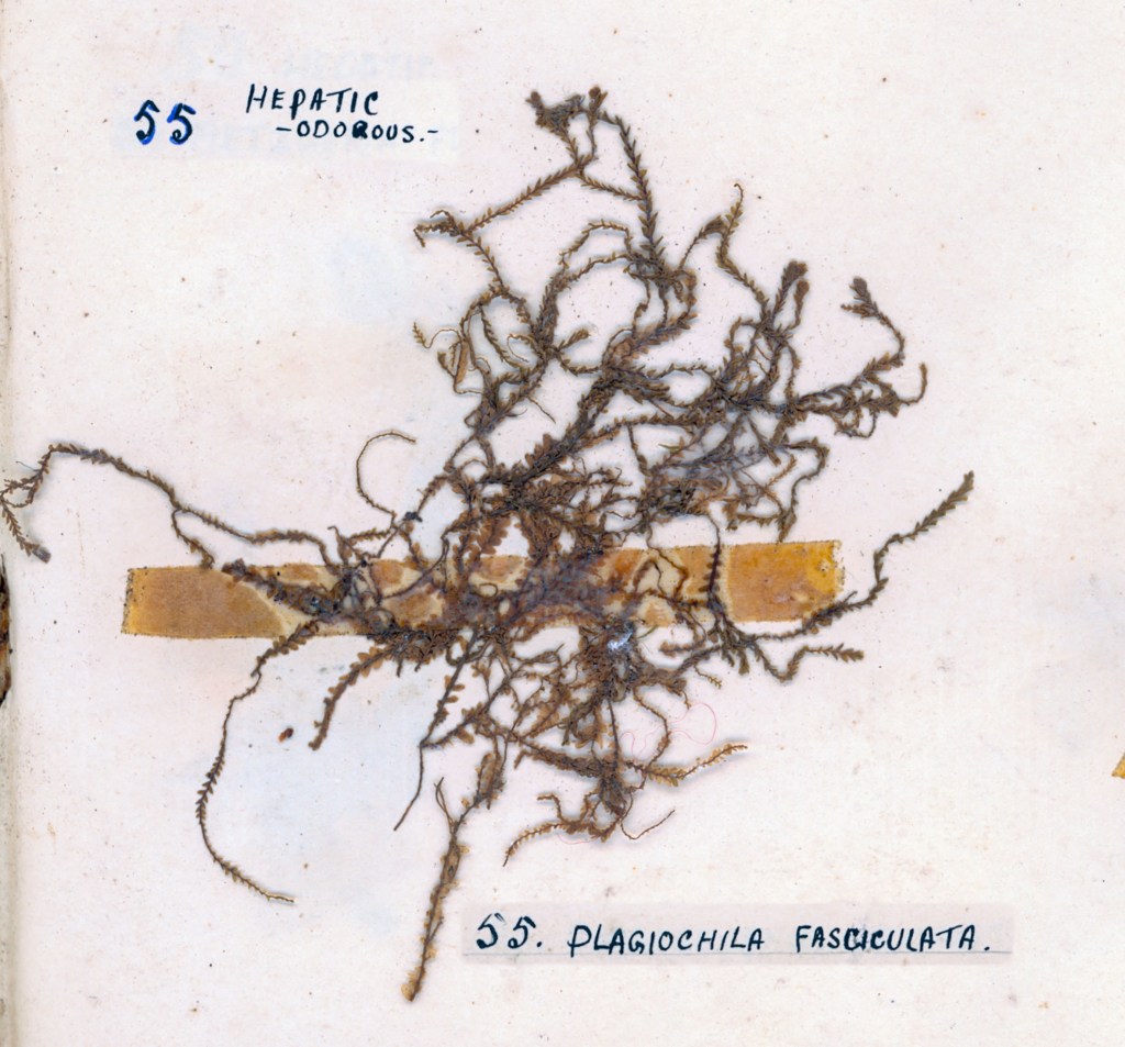 A dried specimen of Plagiochila fasciculata, an odorous hepatic plant, mounted on a page with handwritten labels.