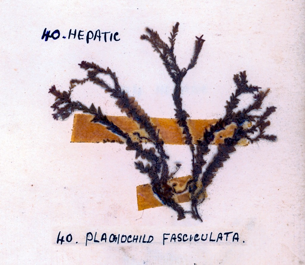A preserved specimen of the hepatic plant Plagiochila fasciculata, mounted on paper with handwritten labels.