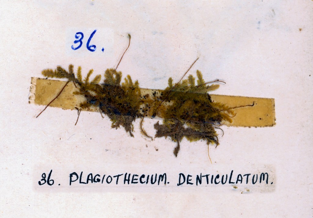 A preserved specimen of Plagiothecium denticulatum moss mounted on a label, with the number 36 written in blue ink.
