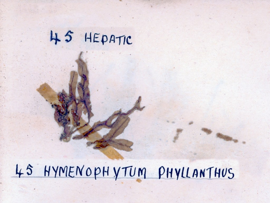 Microscopic image of the hepatic plant species Hymenophyllum phyllanthus, labeled with identification numbers.