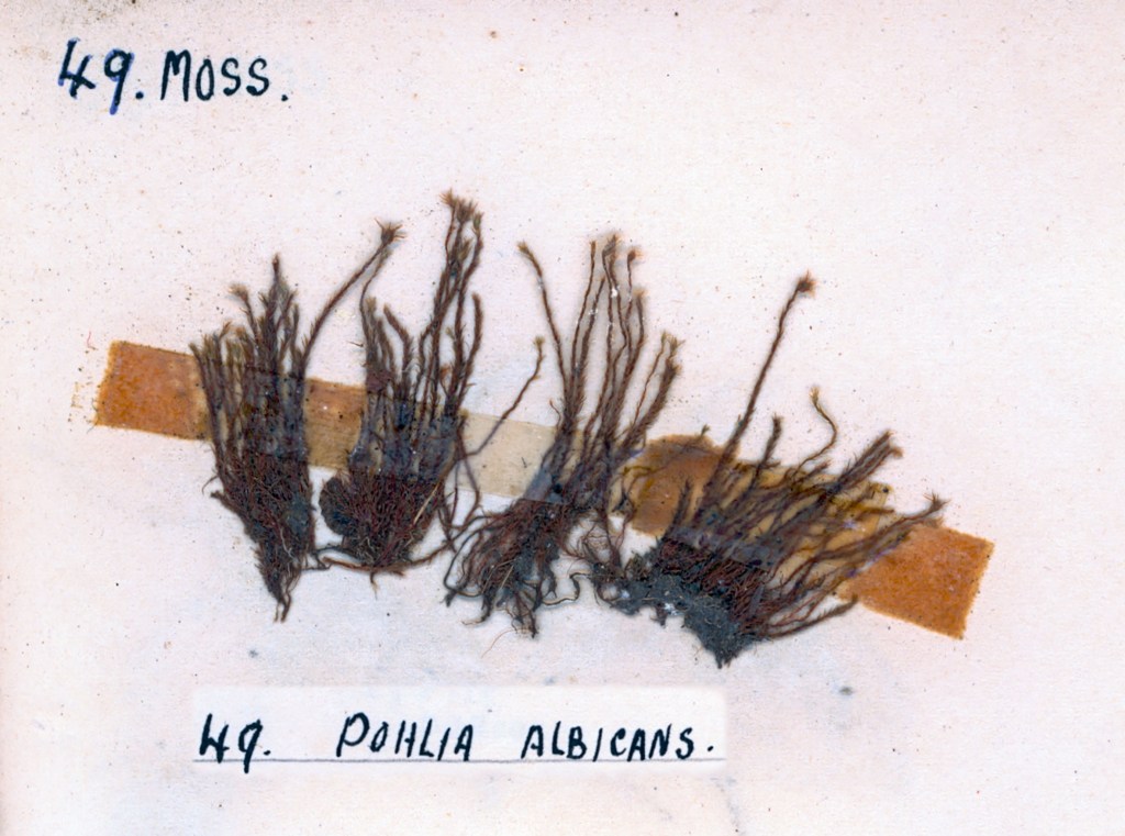 A botanical specimen of moss labeled 'Pohlia albicans' with several strands attached to a backing paper, featuring handwritten notes above and below.