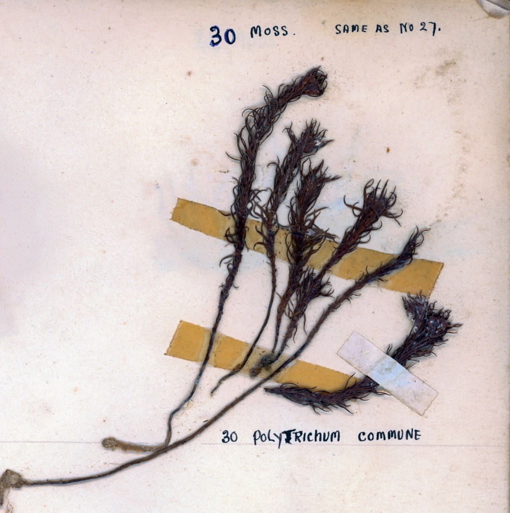 Pressed specimen of Polytrichum commune moss, attached to a page with labels and tape.