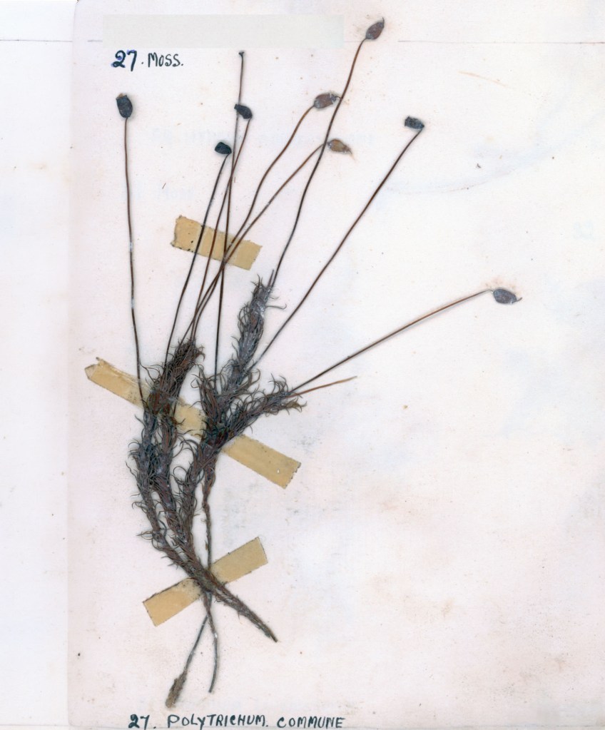 Dried specimen of Polytrichum commune moss, with multiple stalks and capsules, adhered to a white background with tape.