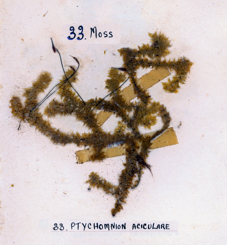 A specimen of moss labeled '33. Moss' and '33. Ptychomnium aciculare', featuring thin, tangled greenish-brown fibers on a beige background.