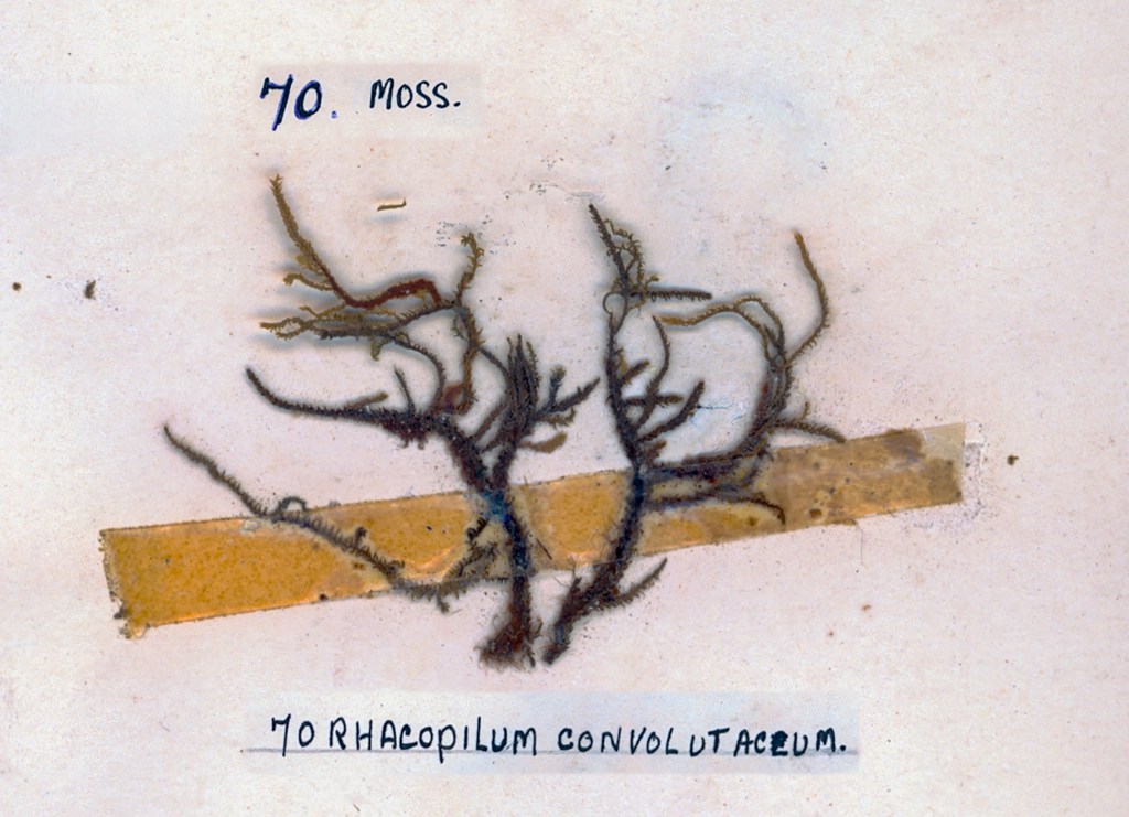 Dried moss specimen labeled '70. Moss.' with the scientific name 'MORHACOPILUM CONVOLUTACEUM.' placed on a light background.