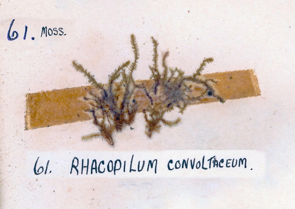 A specimen of moss labeled '61. Rhacopilum convolutaceum' displayed on a beige background with handwritten notes.