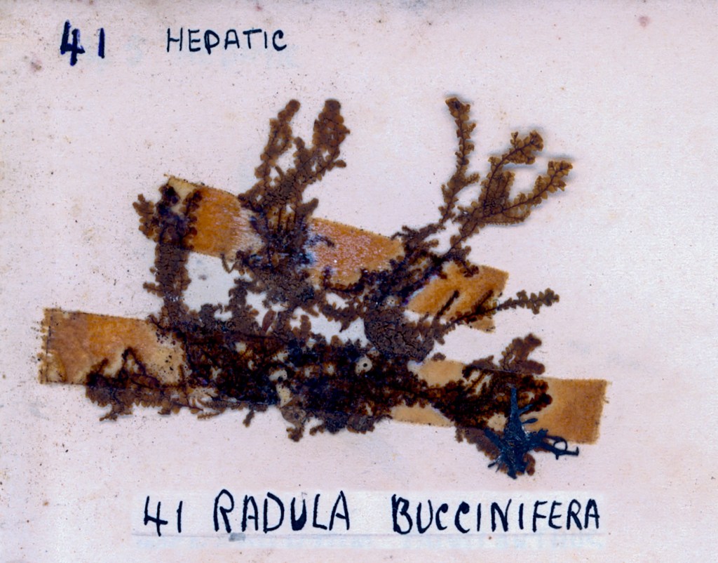 A specimen labeled '41 Hepatic' and '41 Radula Buccinifera' showing a detailed arrangement of a plant-like organism on a white background.