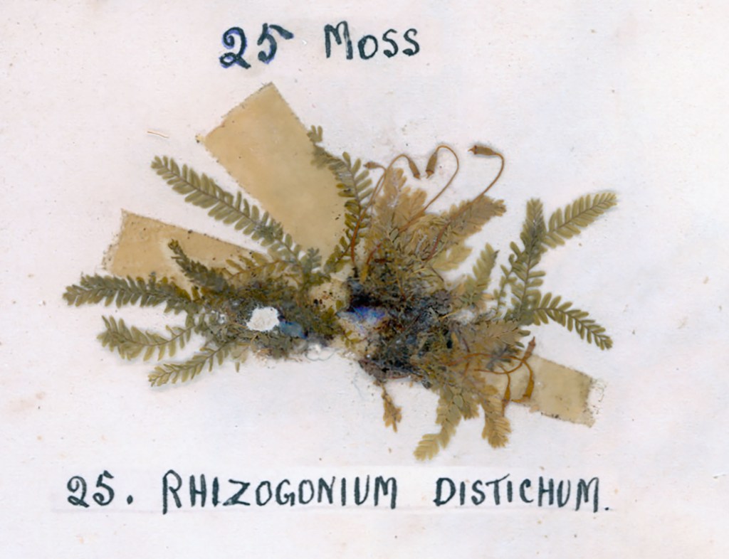 A pressed specimen of moss labeled '25 Moss' and '25. Rhizogonium distichum' on a white background.