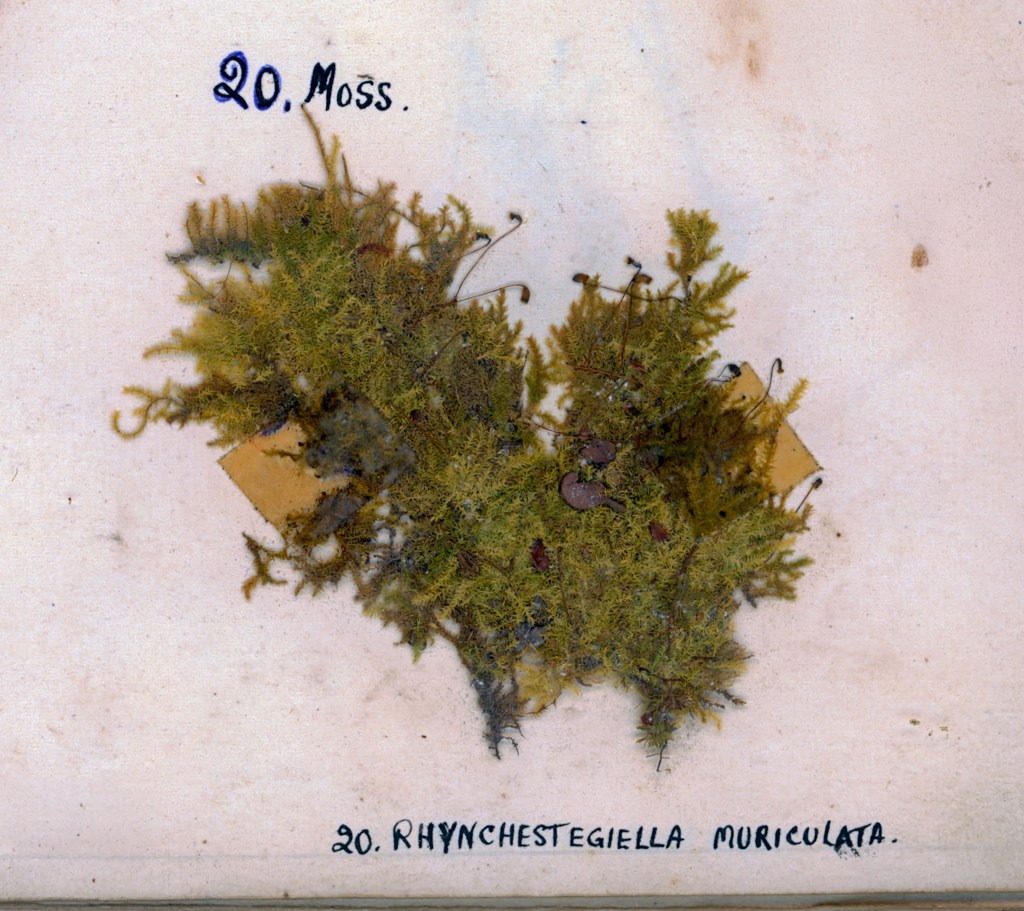 Close-up view of a specimen of Rhynchostegium muriculatum moss displayed on a page, with labels indicating '20. Moss' and '20. Rhynchostegium muriculatum.'