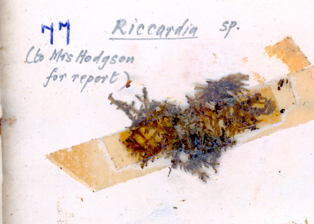 An image of a scientific specimen labeled 'Riccardia sp.' on a piece of tape, with handwritten notes and a note addressed to Mrs. Hodgson for reporting purposes.