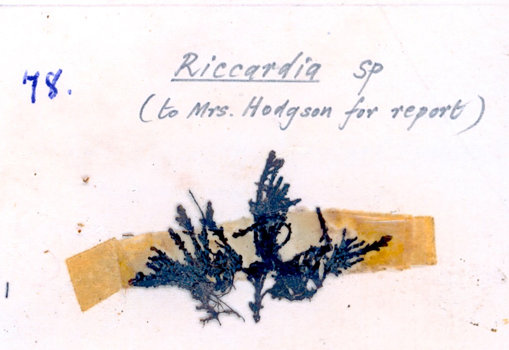 Botanical specimen of Riccardia sp. mounted on paper with handwritten notes for Mrs. Hodgson.