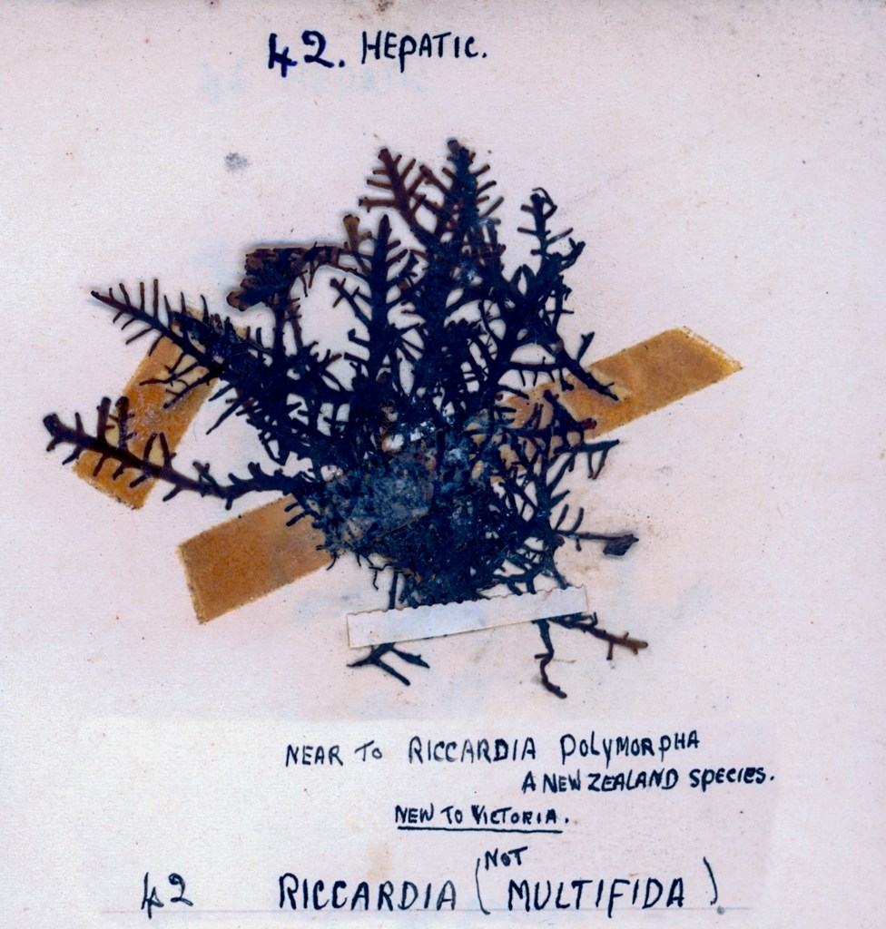 A botanical specimen labeled as '42. Hepatic' showing a dark, leafy structure resembling liverworts, mounted on a paper background with notes regarding its species and geographical origin.
