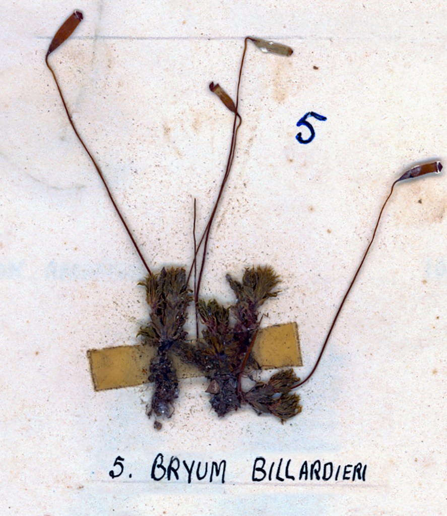 A botanical specimen of Bryum billardieri, showcasing several green shoots with elongated stems and pointed tips, mounted on a labeled background.