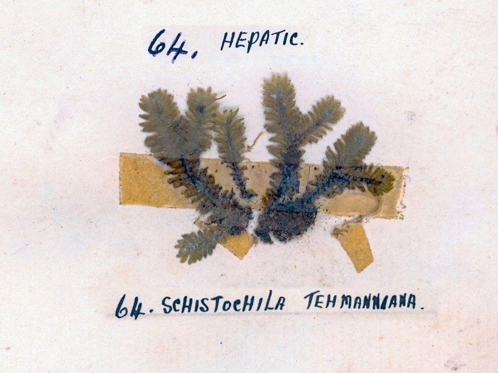 A botanical illustration featuring a specimen of Schistochila tehamaniana, labeled with the number 64 and the word 'Hepatic'. The specimen is mounted on a background with a light color and includes a piece of tape.
