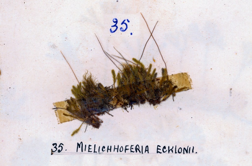 A botanical illustration showing a specimen of Mielichhoferia ecklonii, labeled as number 35, with details of its green foliage and structure.