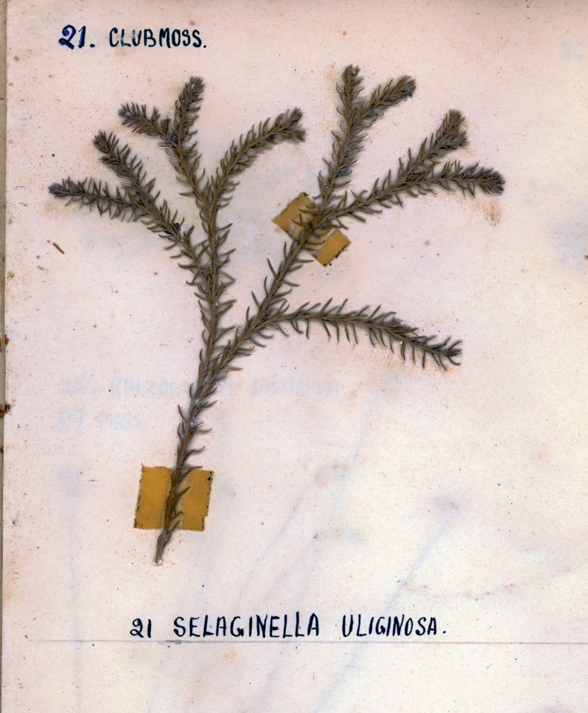 A preserved clubmoss specimen, labeled '21. Clubmoss' and '21 Selaginella uliginosa', with a yellow square tag on a light background.