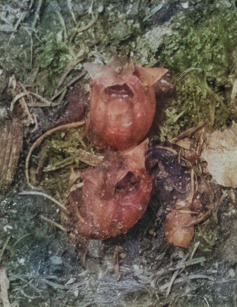Close-up of brown, bulbous structures resembling flowers or fungi on a mossy ground, surrounded by dried leaves and grass.