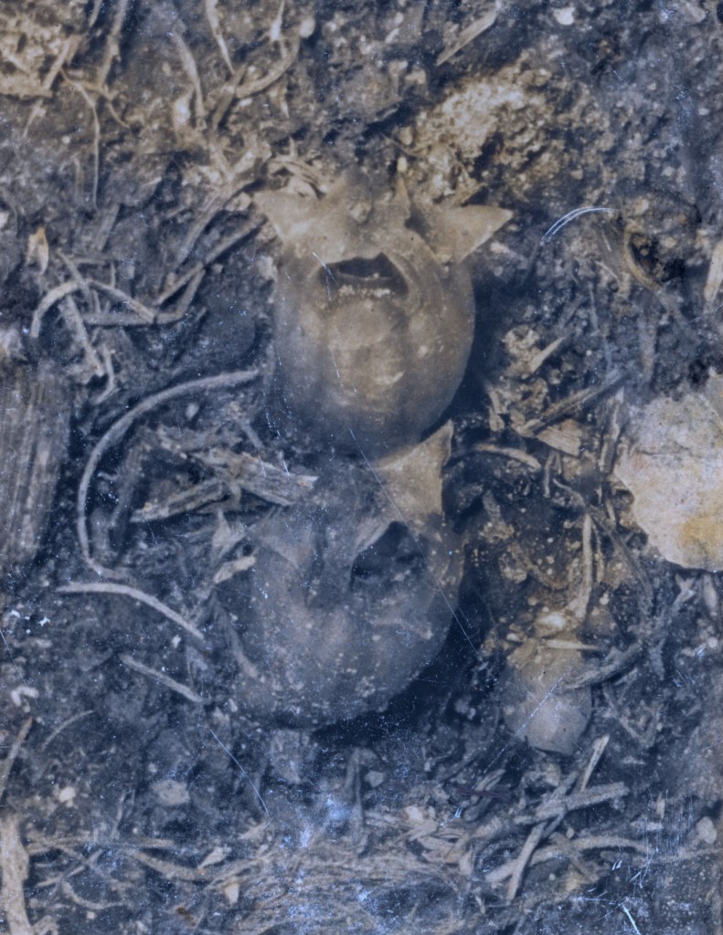 An old, sepia-toned photograph depicting two objects that resemble plant bulbs, partially buried in soil with some roots and debris around them.