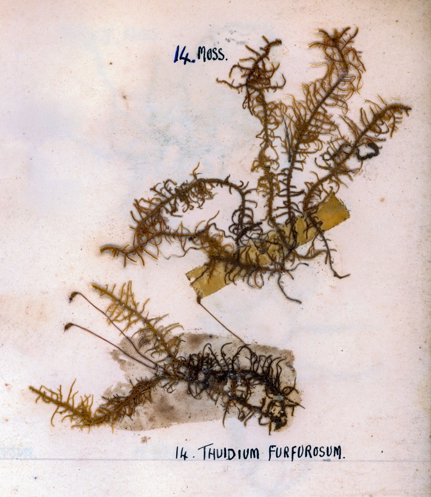 Two samples of moss, labeled '14. Moss' and '14. Thuidium furfurosum,' mounted on a page with yellow tape and a slightly stained background.