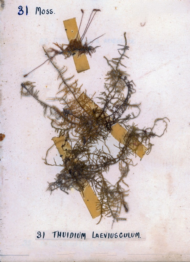 Dried specimen of Thuidium laeviusculum moss mounted on paper with identification label.