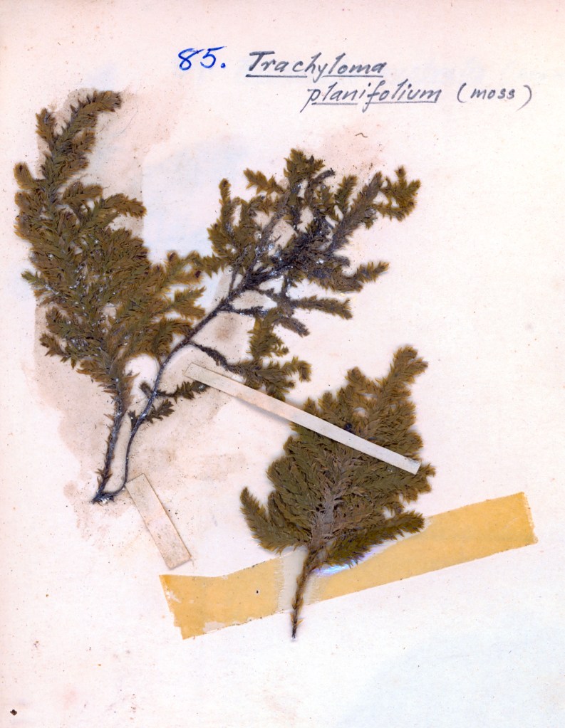 Preserved specimen of Trachythecium planifolium moss, mounted on a page with a label indicating the species name.